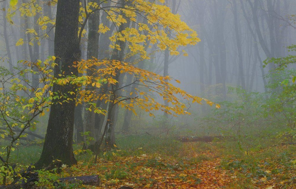Тропинка в тумане