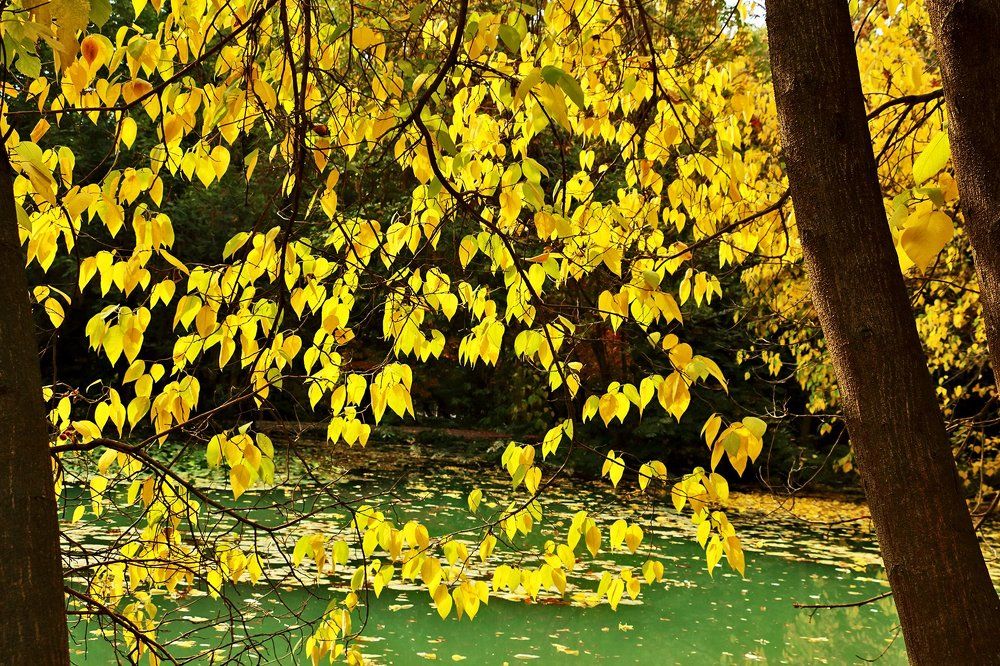 Золотой занавес осени