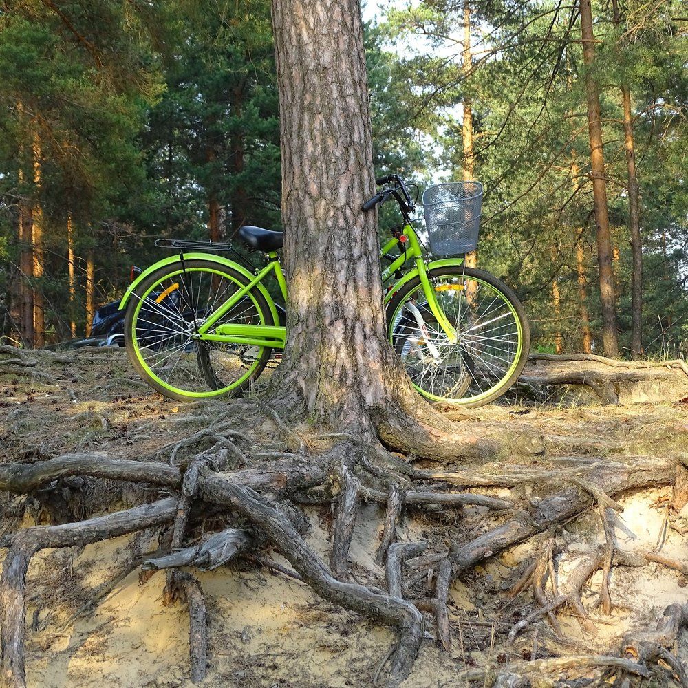 Корни и велосипед