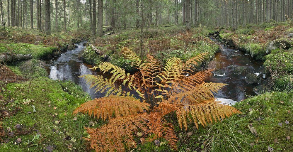 Лесной ручей