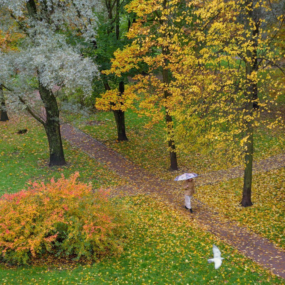 Белая голубка