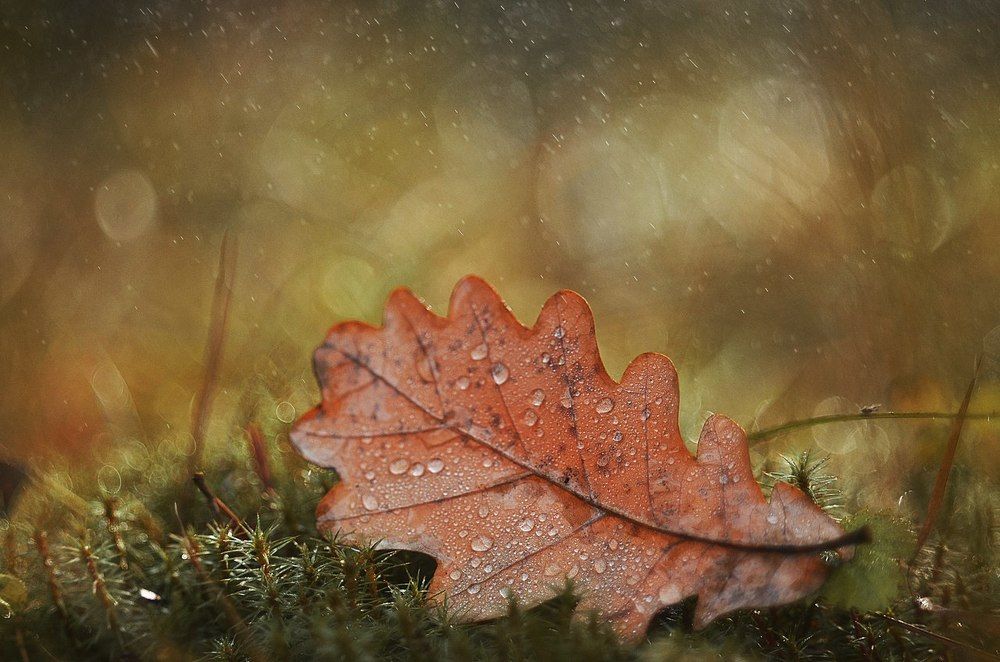 Последние листочки