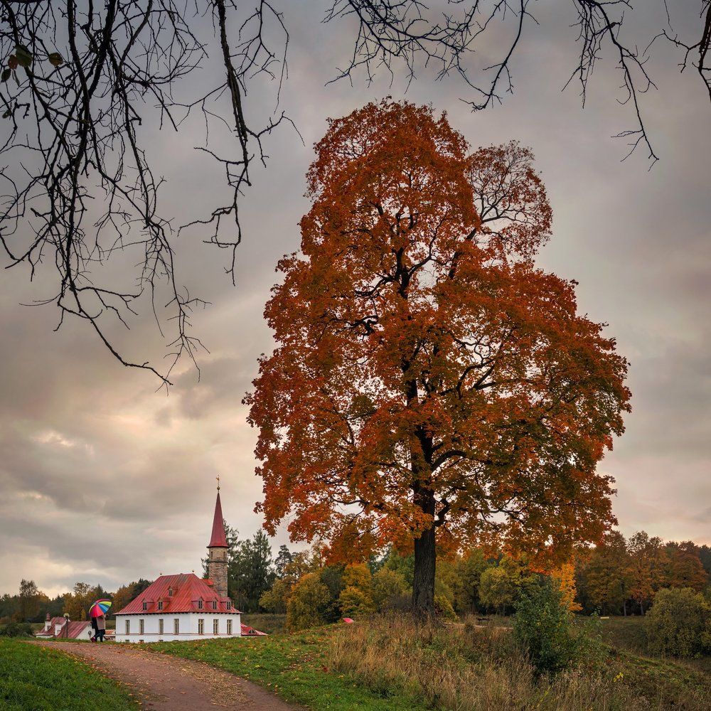 Старый клён