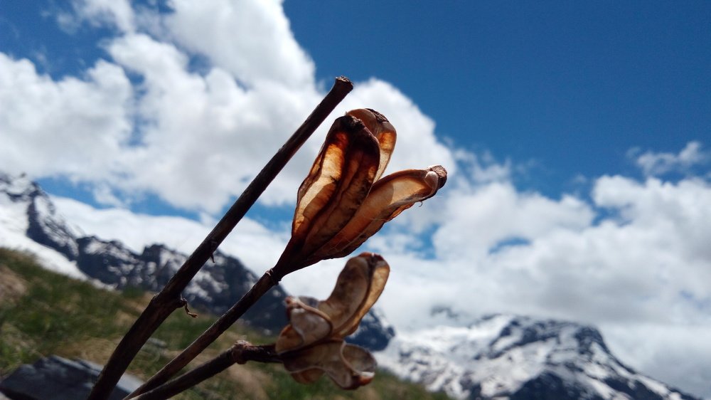 Горная жизнь