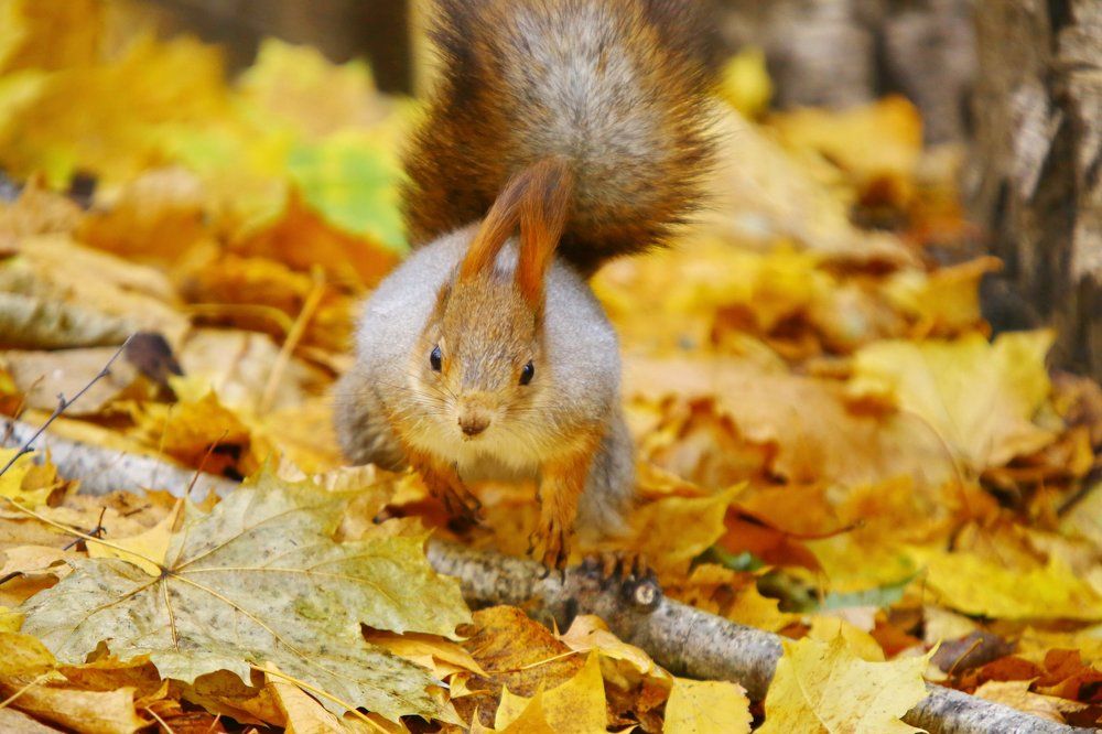 Бегом за орехом!