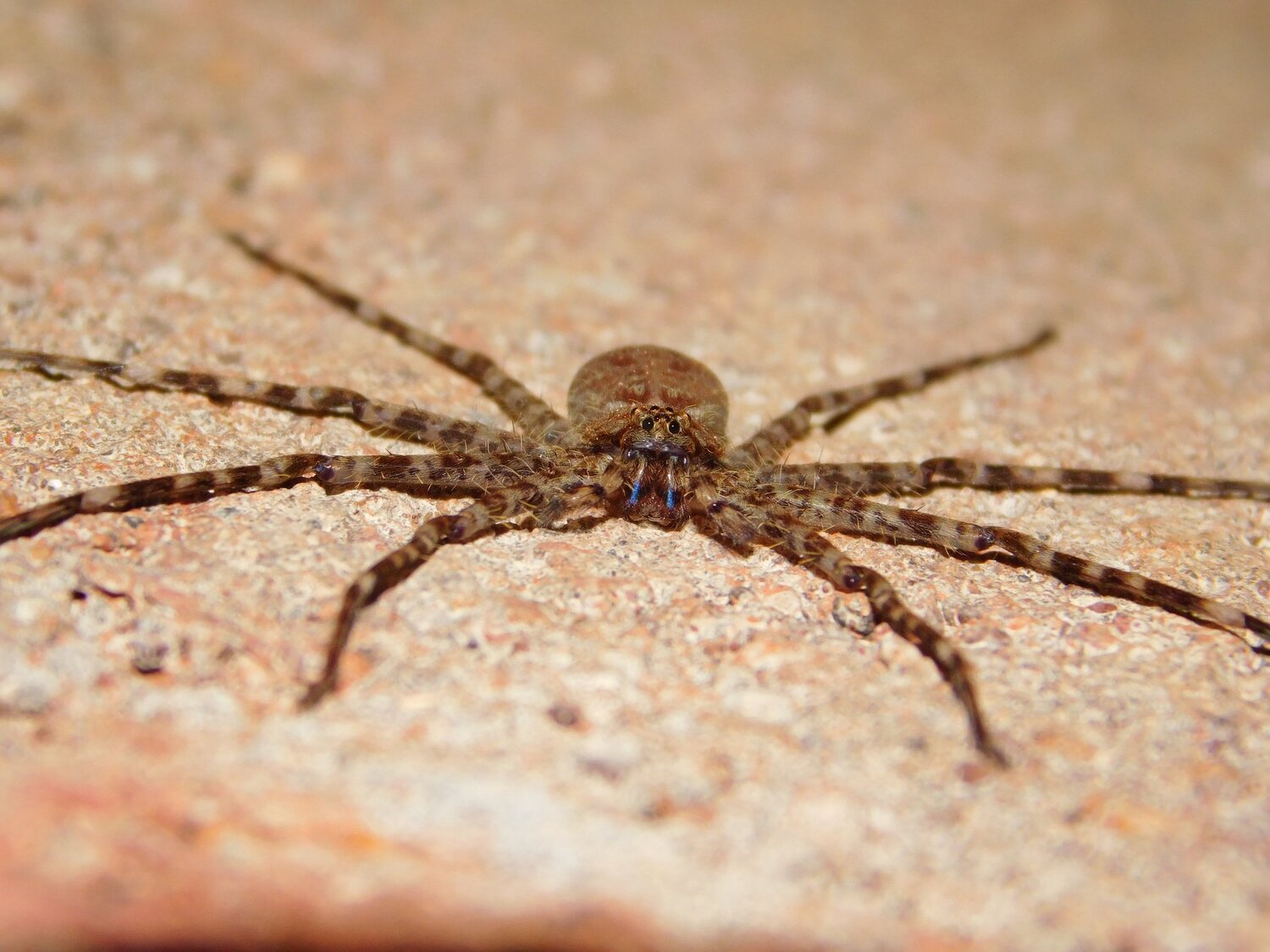 Spider