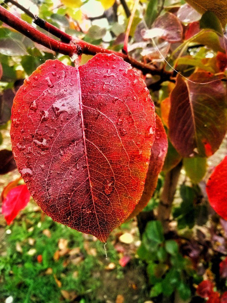 Read Leaf on the rainy november day
