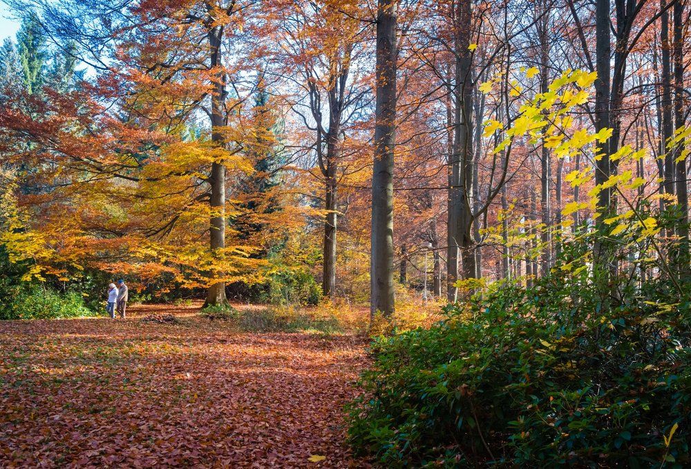 Прогулка в осеннем парке