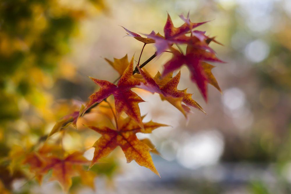 Photograph by Mary Petrova