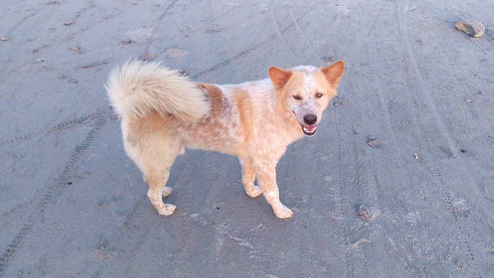 Country Dog in a lonely Island