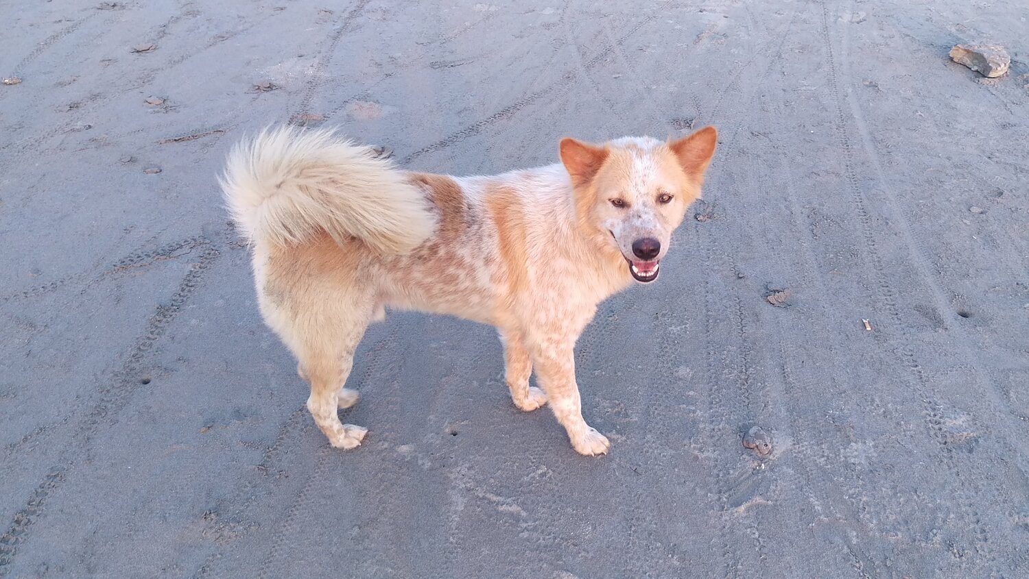 Country Dog in a lonely Island