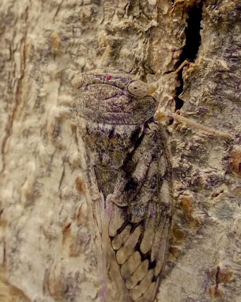 insect