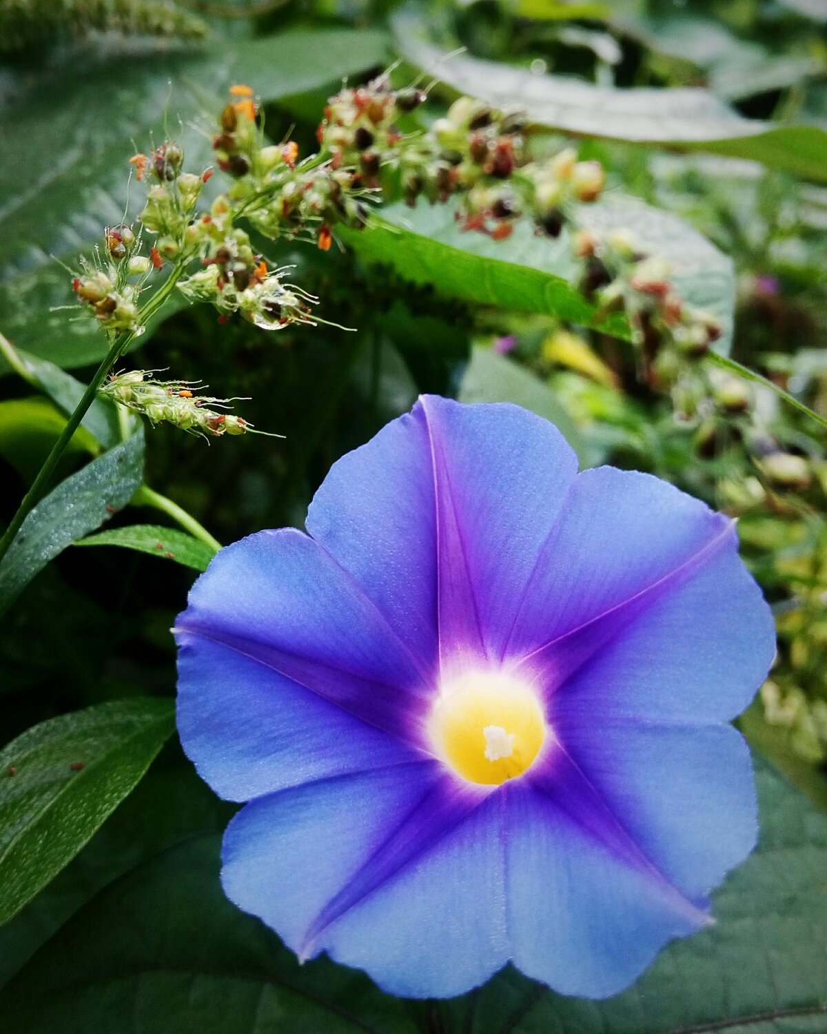 Lavender Flower