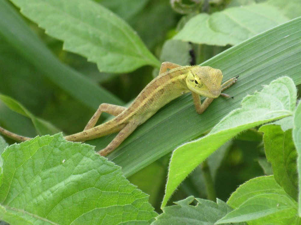 posture of lizard