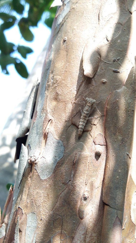 unkown species of insect