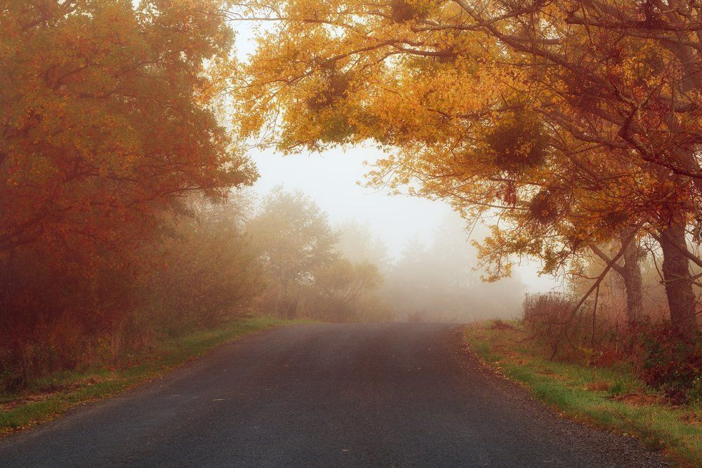 Road to the fog