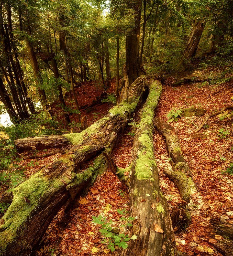 Two trunks in the autumn forest