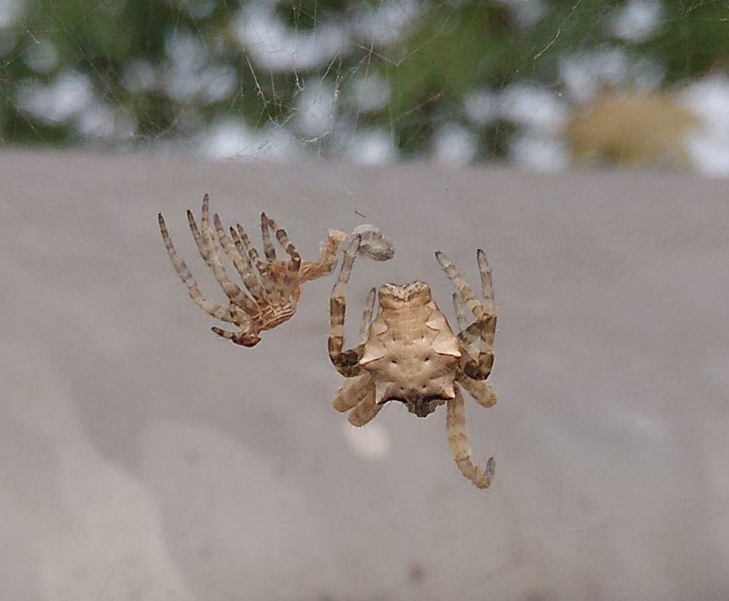 Wild spider