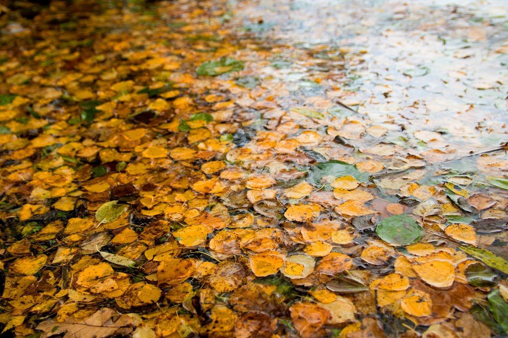 Холст и масло на поверхности пруда