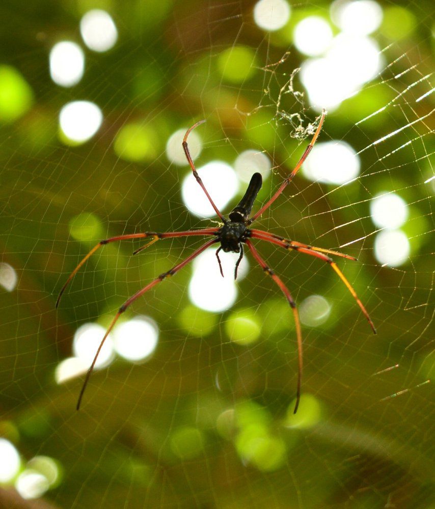 Giant spider