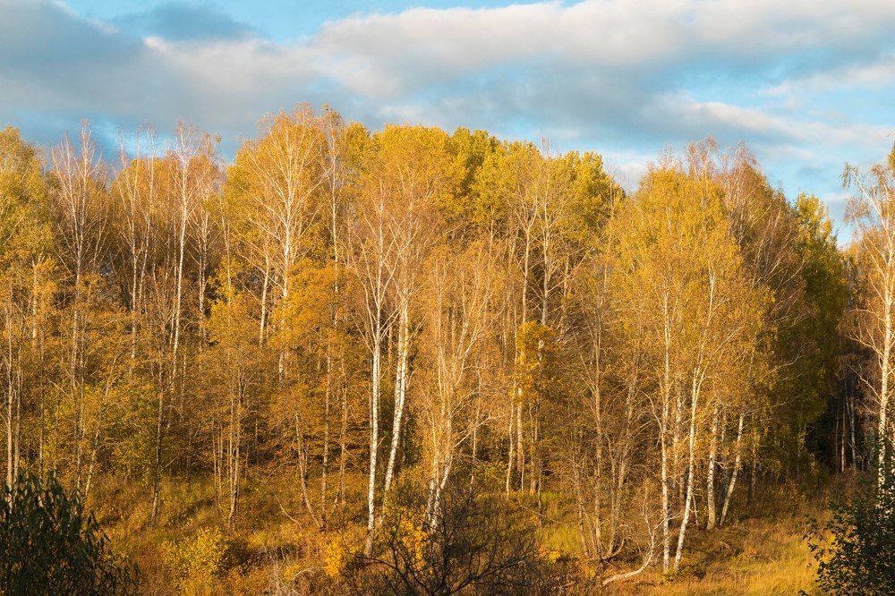 В березовом лесу