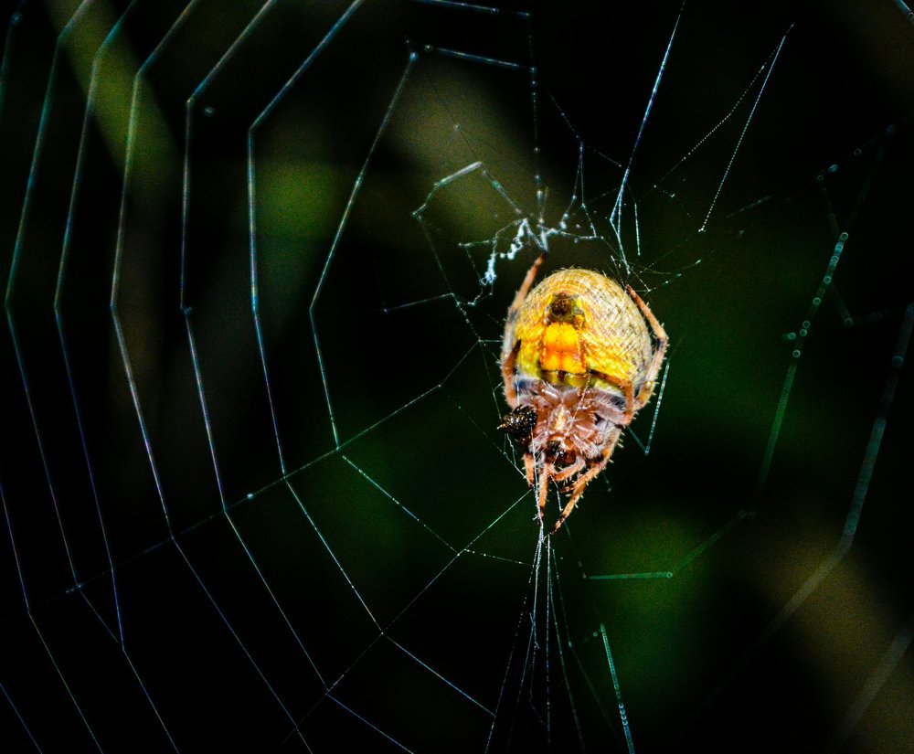 Wild spider