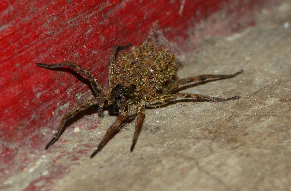 Wolf spider