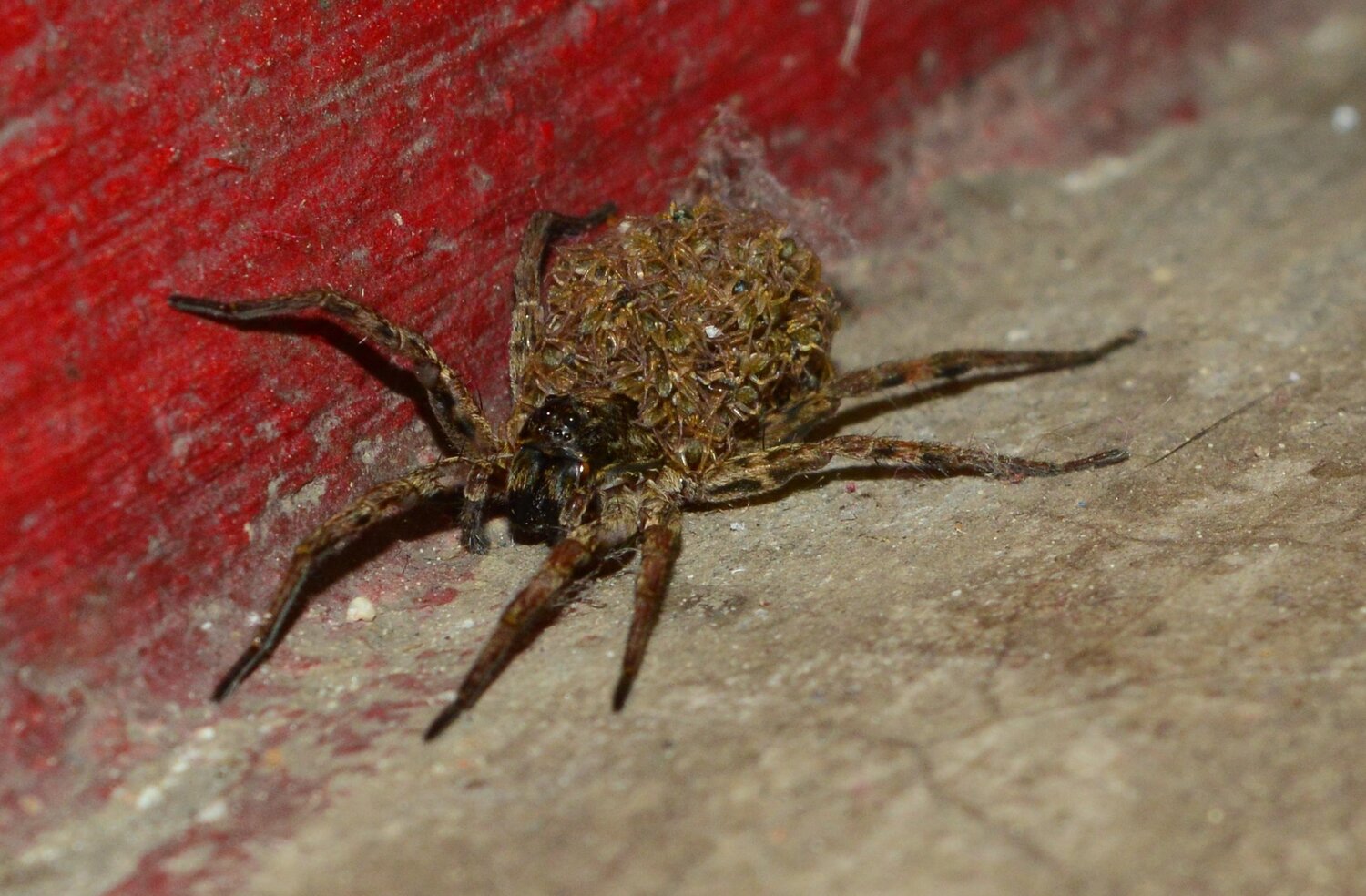 Wolf spider
