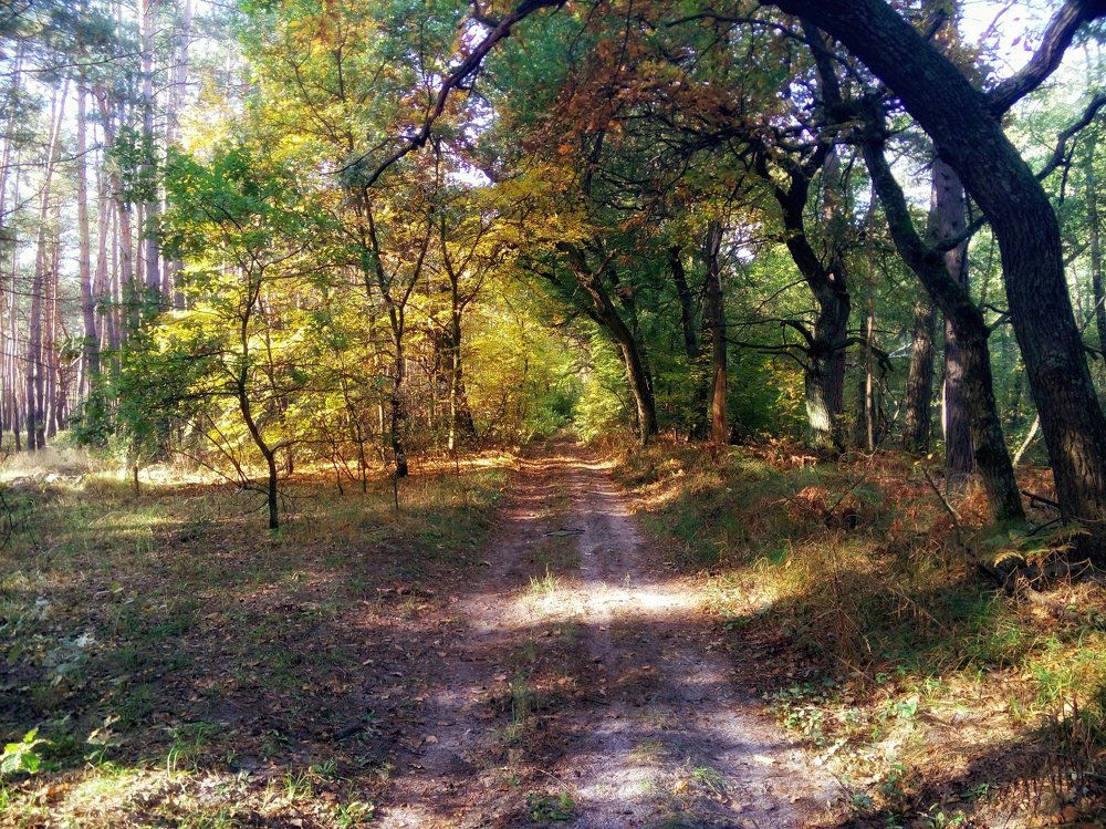 Осенний лес