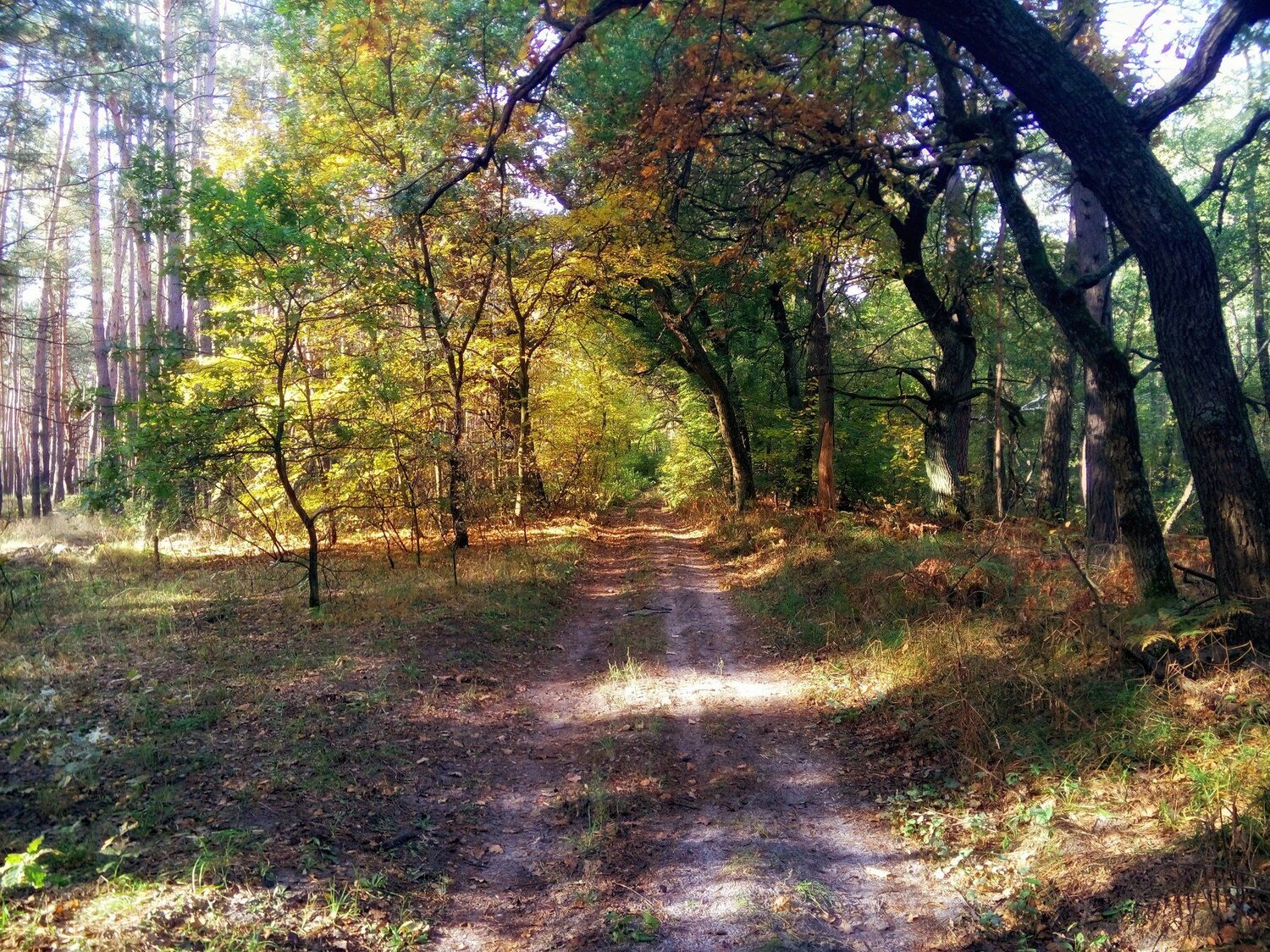 Осенний лес
