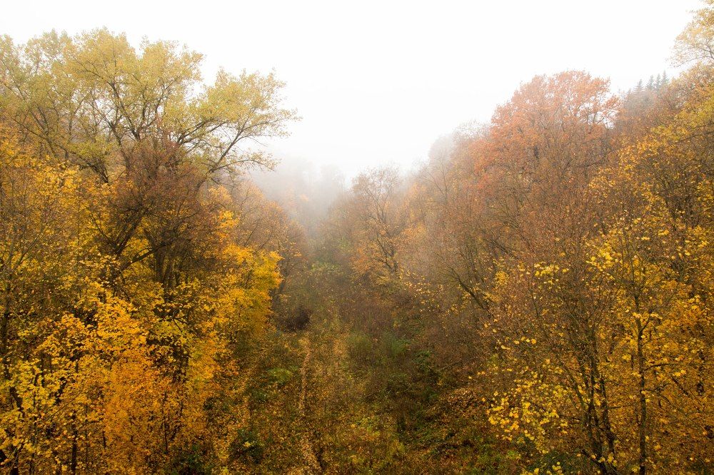 Туман над оврагом