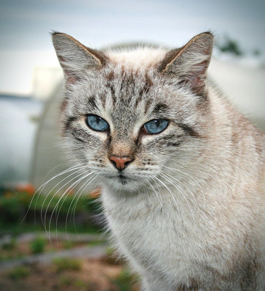 Муськин взгляд на жизнь.