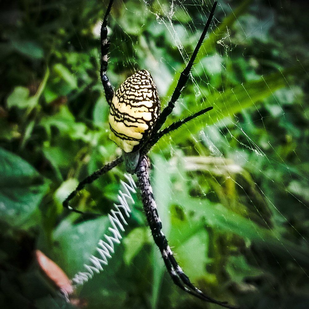X spider