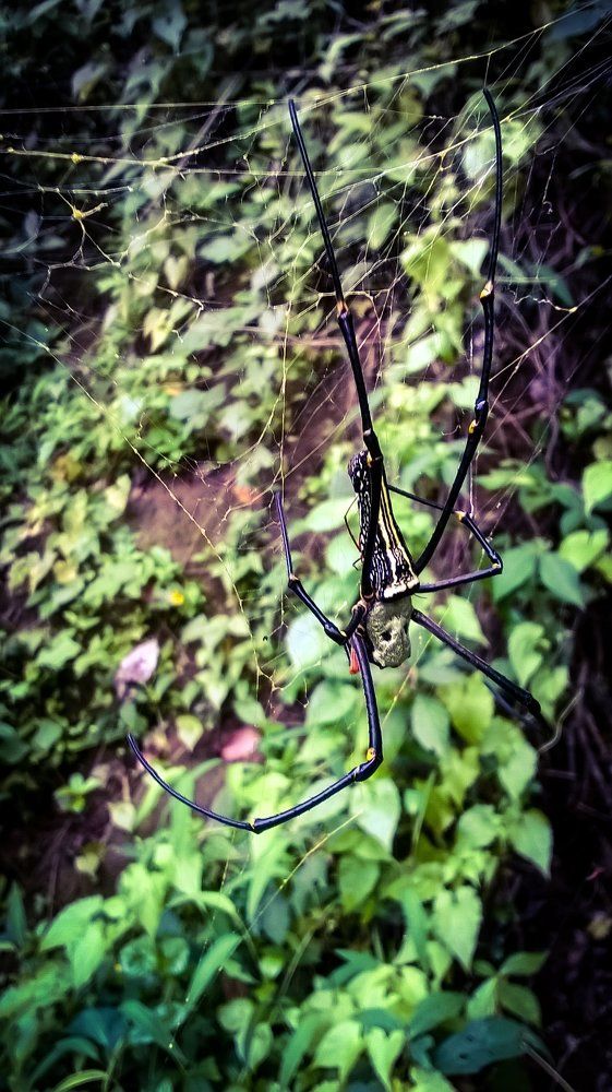 Rain forest spider