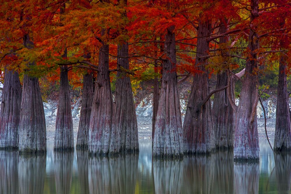 Кипарисы в красном