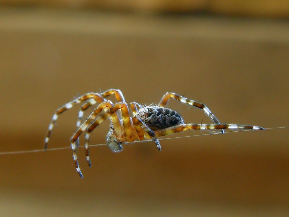 Эквилибрист