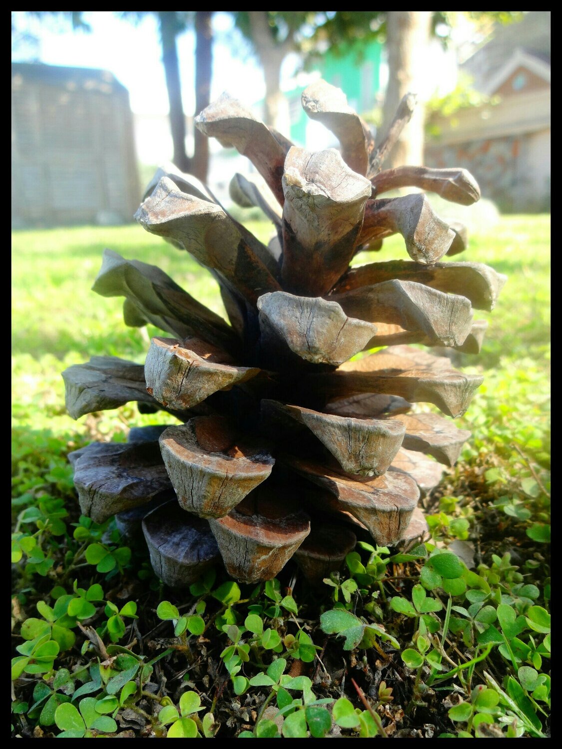 Pines