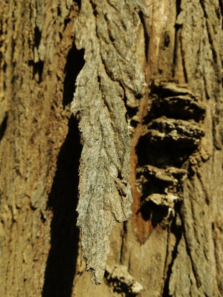 Tree bar