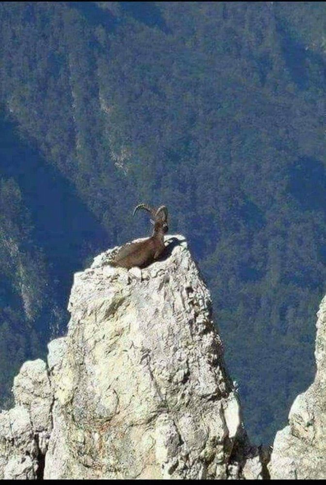 IBEX786