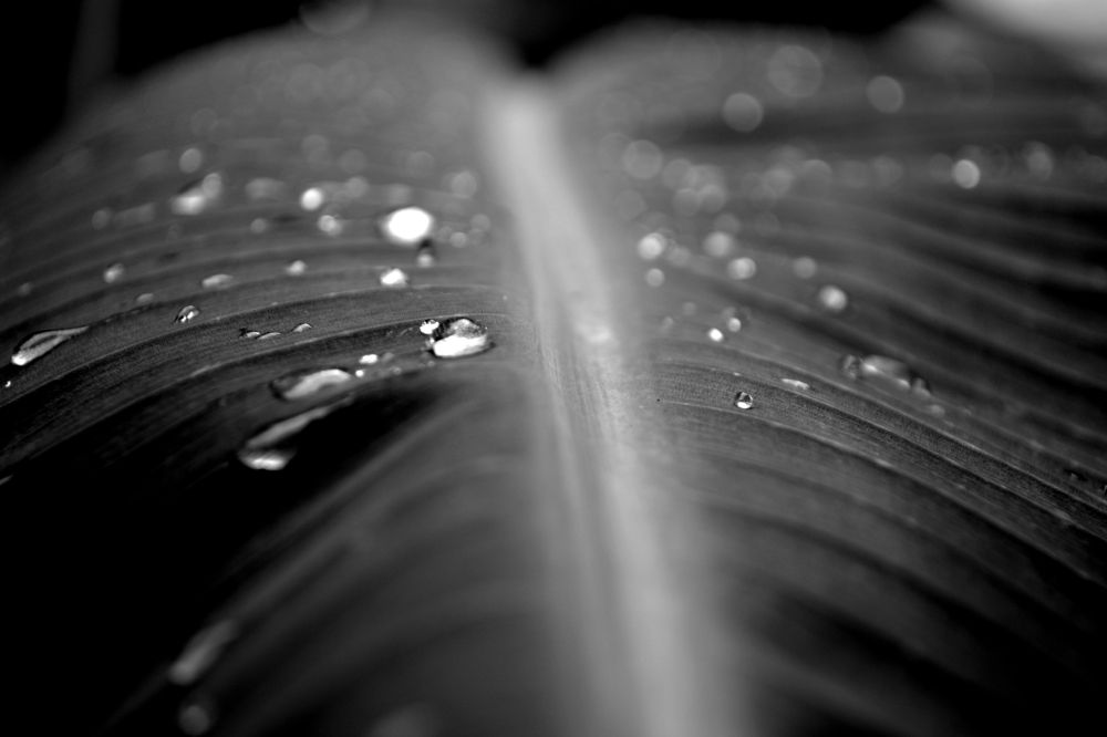 Droplets on Banana Leaves