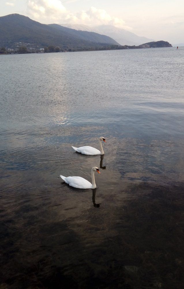 Вот такая пара