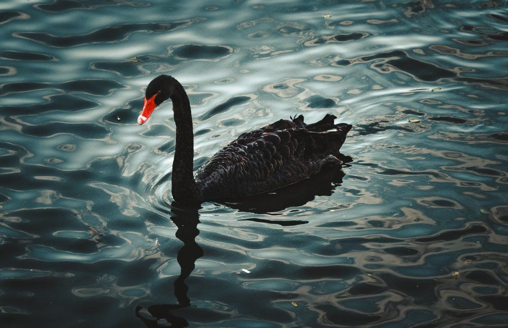 Черный лебедь