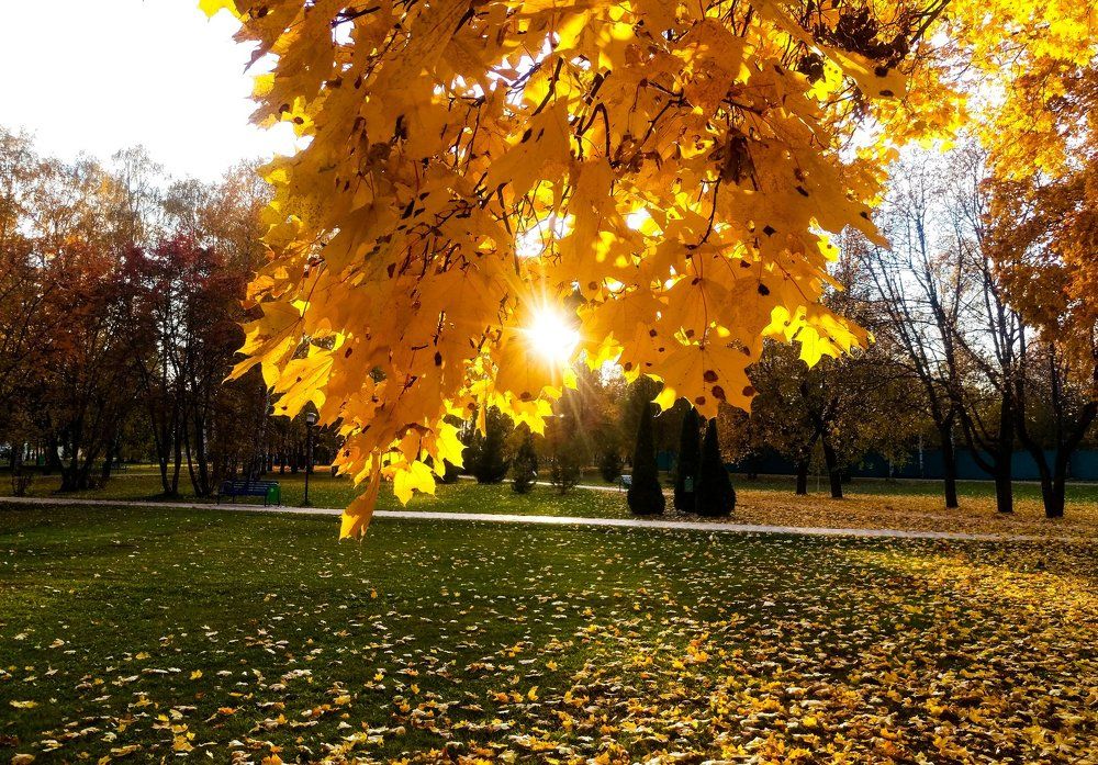 Осенние лучи солнца
