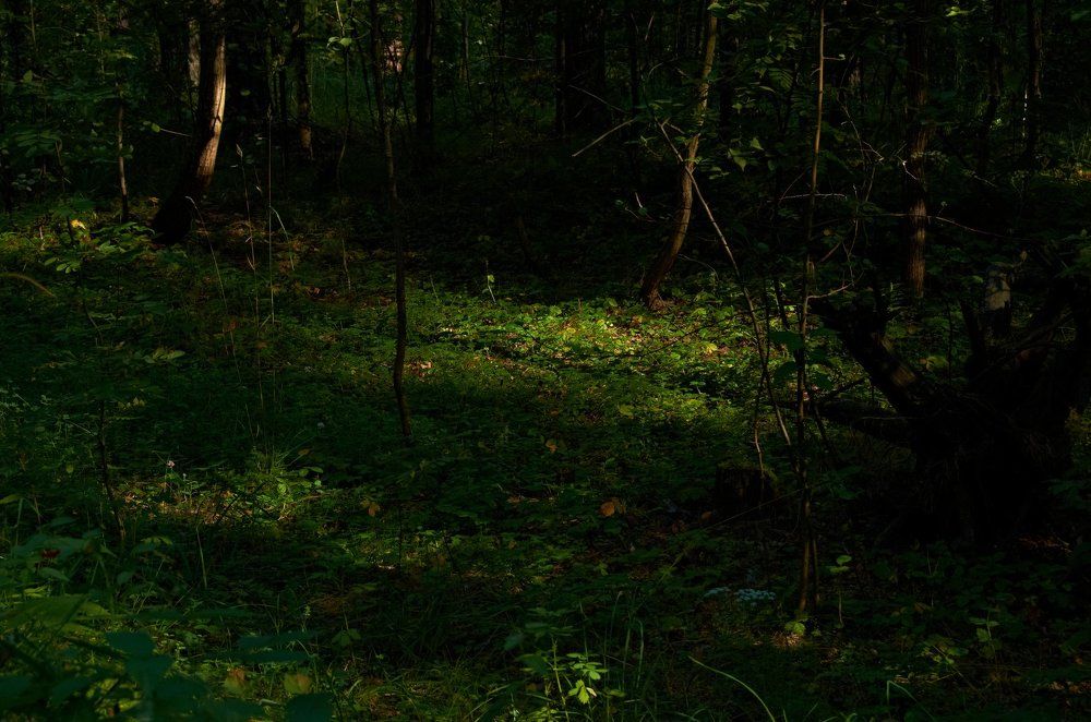 Свет в лесу