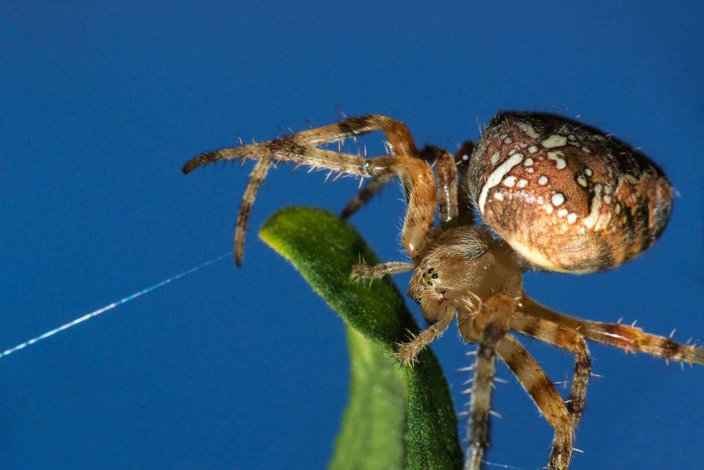 Притаился под листком