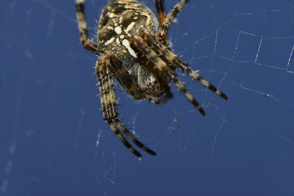 Восемь лапок восемь глаз