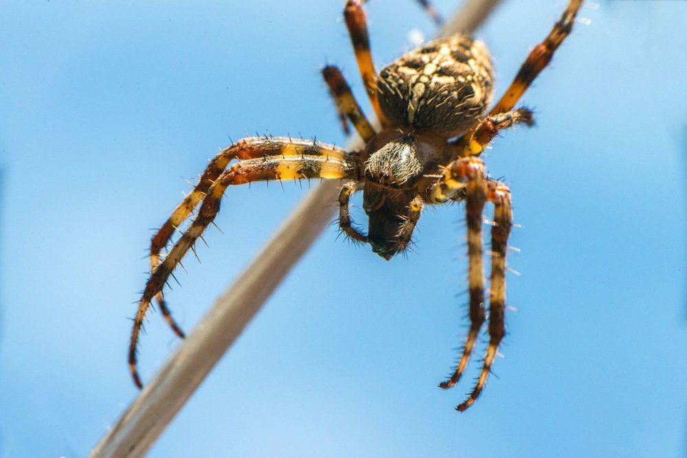 Паутинка-стол и дом