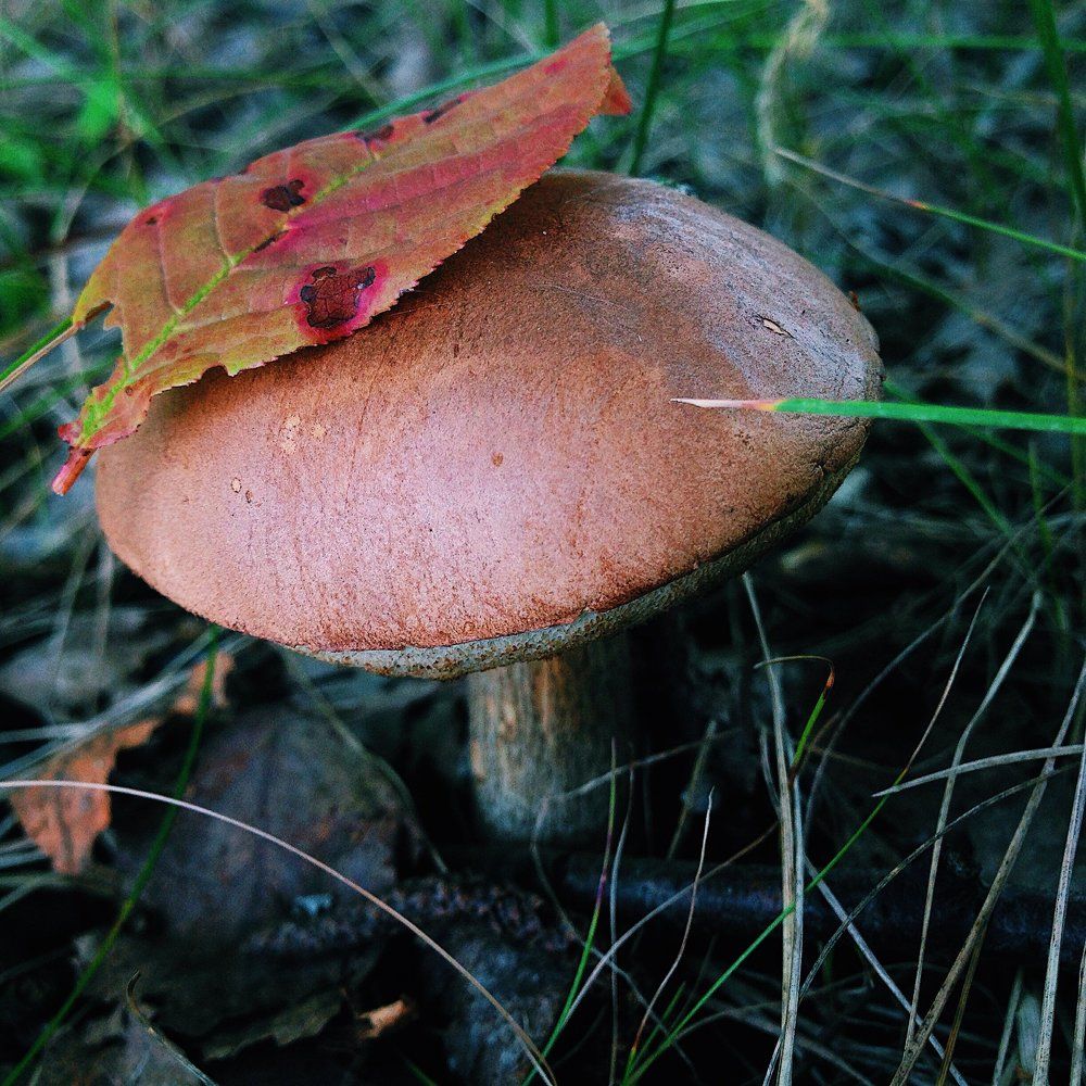 Photograph by Анастасия Козлова