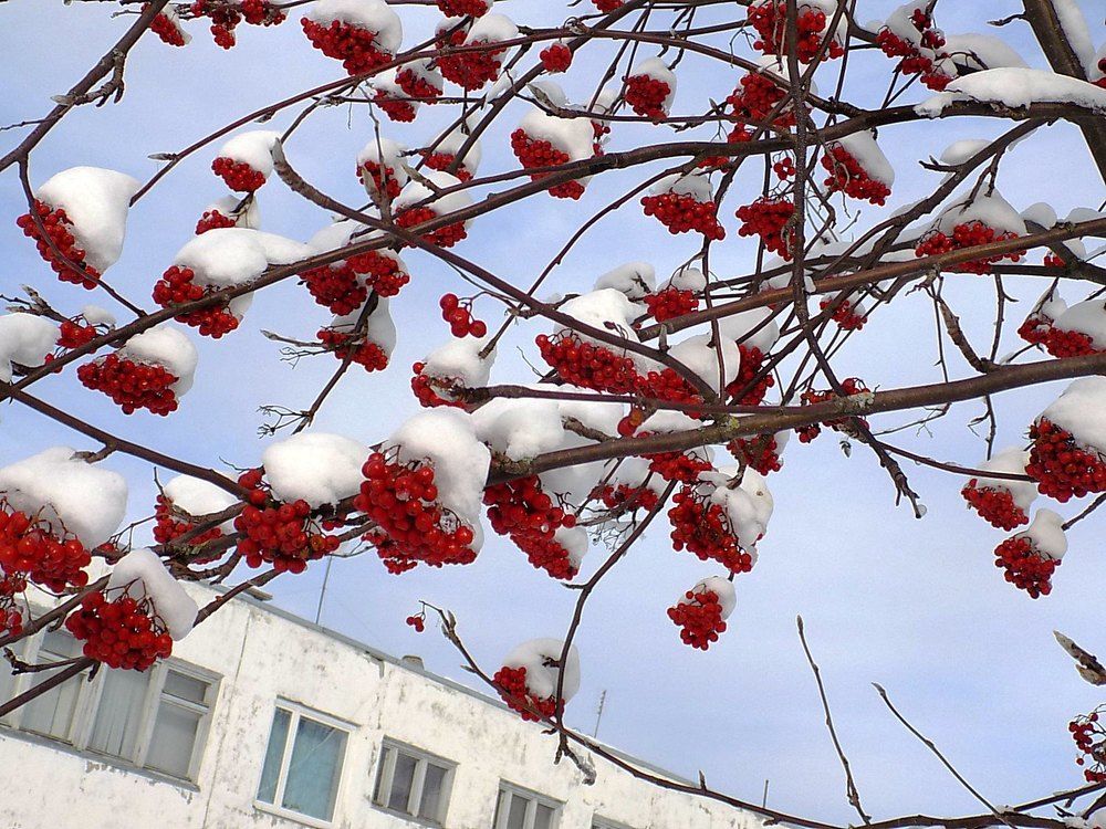 Рябина в ноябре