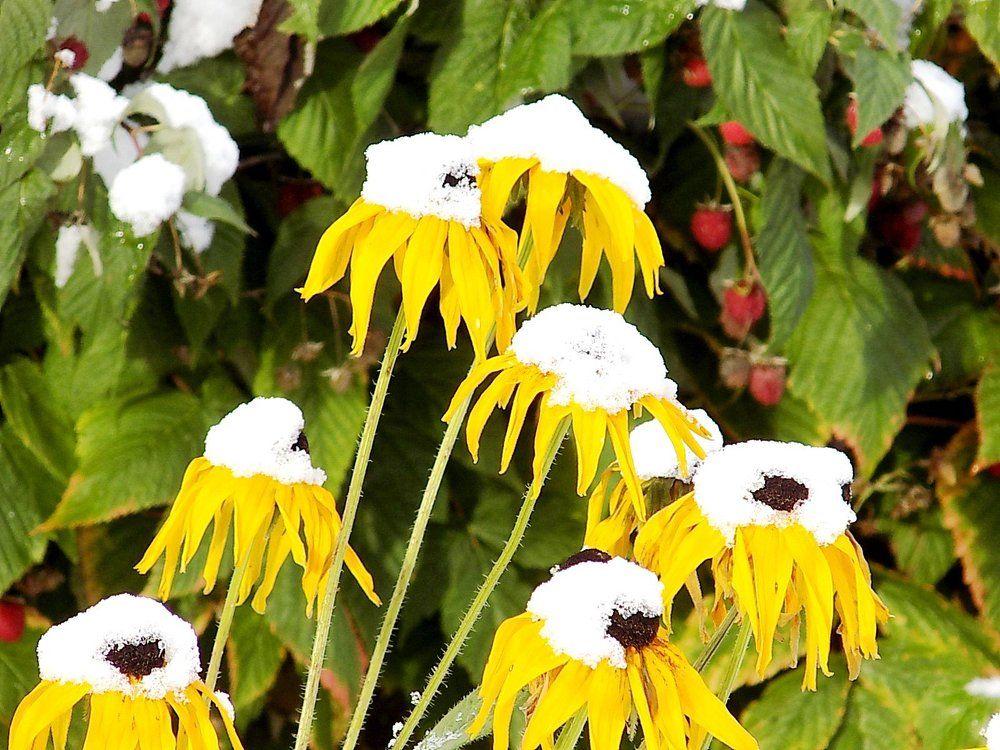 Зима пришла нежданно